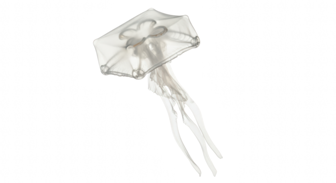 glowing transparent jellyfish with flowing tentacles