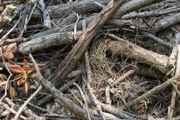 Texture of natural tree branches on the ground. Pile of wooden branches background.