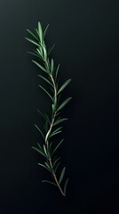 Naklejka premium Rosemary sprig against dark background