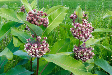 Common Milkweed Plants in Bloom with Pollinating Bees