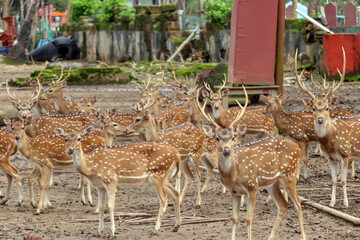 A Herd of Spotted Deer Gathered Together in a Dusty Outdoor Enclosure in Andaman and Nicobar Islands 