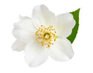 Single Jasmine Blossom in Full Bloom with Petals