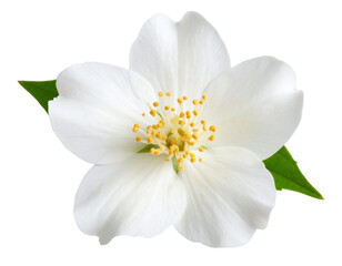 Single Jasmine Blossom in Full Bloom on Transparent Background