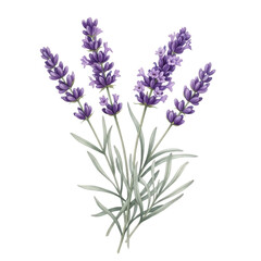 Fototapeta premium Bunch of lavender flowers isolated on transparent background