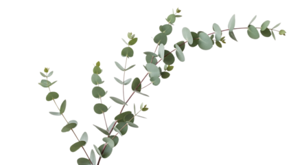 Eucalyptus Branches with Round Leaves on Vector illustration of Black Background greenery plant isolated on a transparent background