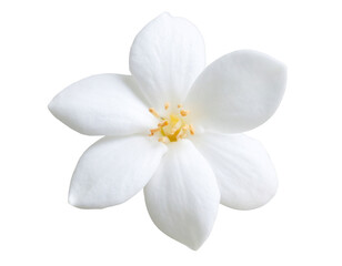 Glossy 3D Jasmine Flower with Subtle Highlights