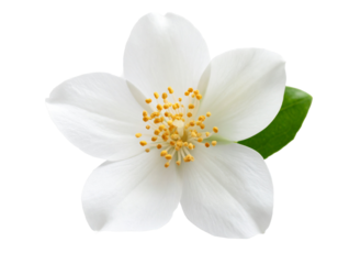 Glossy 3D Jasmine Flower with Subtle Highlights