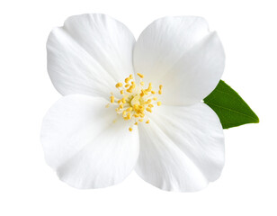 Fototapeta premium Glossy 3D Jasmine Flower with Highlights for Banners