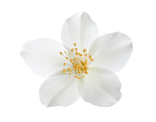 Obraz premium Realistic Jasmine Flower with Soft Glow and Shadow