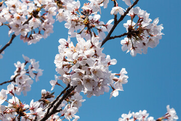 Cherry Blossom in Full Bloom, Spring Nature Background