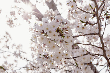 Cherry Blossom in Full Bloom, Spring Nature Background