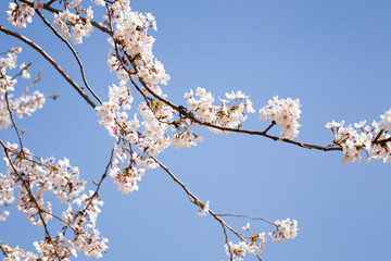 Cherry Blossom in Full Bloom, Spring Nature Background