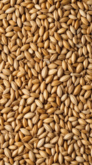 Fototapeta premium Abundant harvest: A dense field of raw barley grains creating a rustic texture