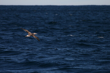 An Australasian Gannet soars gracefully through the air, wings outstretched against the deep blue ocean. The magnificent seabird is captured in a beautiful moment of flight over the sea.