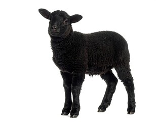 A young black lamb stands on a white background, facing the viewer (1)