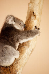 the koala is resting in the fork of a tree