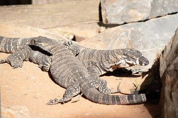 the two lizards are passing each other