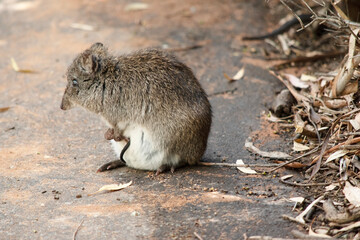 the long nosed potoroo has a joey tail sticking out of her pouch