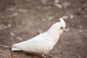this is a side view of a little corella