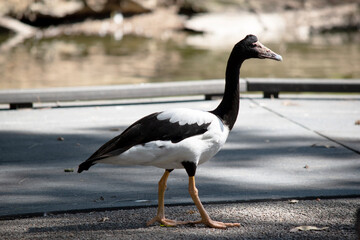 this is a side view of a magpie goose