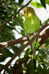 the parakeet is perched in a tree