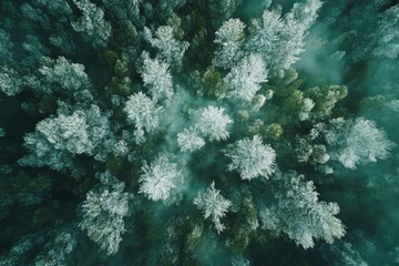 Aerial view of a snow-dusted evergreen forest, misty, teal and green hues, dense canopy, viewed from directly above