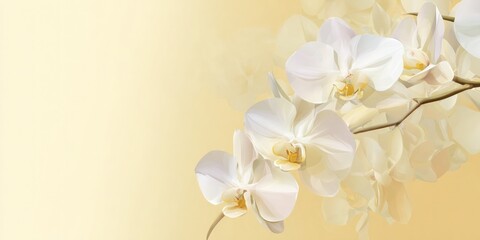 White orchids floral arrangement on a soft yellow gradient background