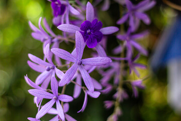 Purple sandpaper vine flower with theirs tree in garden