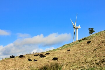 New Zealand Wind Farm Black Cattle