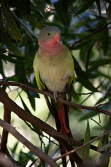 the princess Alexandras parrot is perch in a tree
