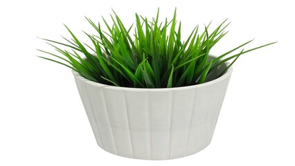 Tall grass plant in white ceramic pot
