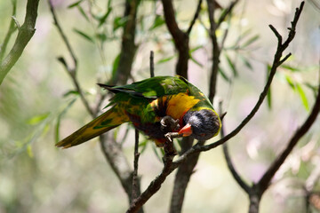 the rainbow lorikeet is cleaning its claws