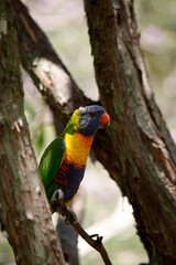 the rainbow lorikeet is perched on a tree branch
