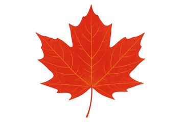 Obraz premium Crimson maple leaf floating, symbolizing seasonal change, natural beauty, and canadian heritage against translucent backdrop