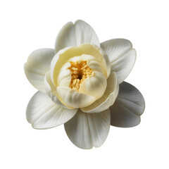 Jasmine isolated on white background 