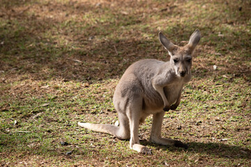 this is a young female red kangaroo
