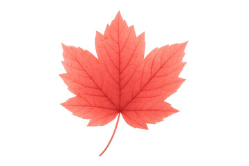 Vibrant red maple leaf floating against transparent backdrop, highlighting seasonal autumn richness with sharp botanical clarity