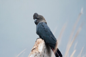 the red tailed blacfk cockatoo is perched on a tree stump