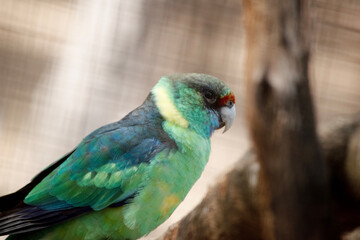 this is a side view of a ringneck parrot