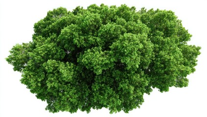 Single Lush Deciduous Tree with a Full, Vibrant Green Canopy on White