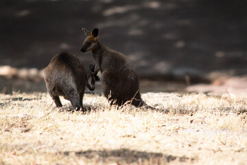 this is a large joey getting a drink from its mother