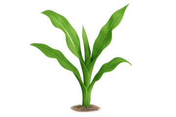 Fototapeta premium Vivid 3d-rendered young corn seedling with lush green foliage, sprouting from dark fertile soil against transparent backdrop
