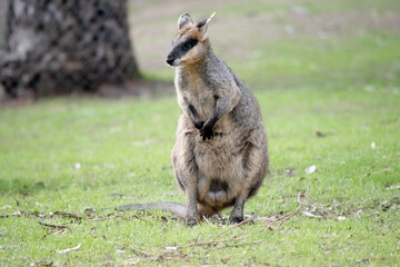 the male swamp wallaby is in the middle of a field