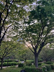 spring in the park