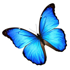 butterfly isolated on white and transparent background.