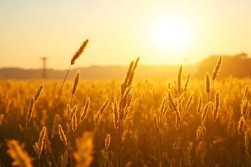 Fototapeta premium wheat field at sunset