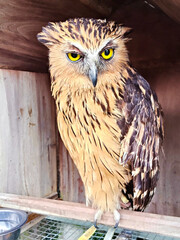 Fierce Brown Owl with Bright Yellow Eyes