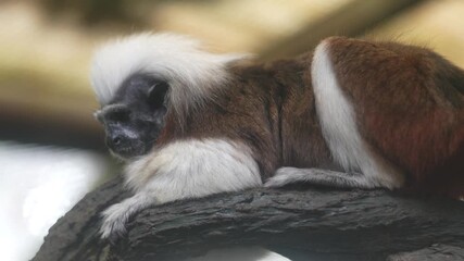 cotton top tamarin with its distinctive white crest perches alert in its enclosure capturing a moment of rare primate beauty and wild expressive charm 