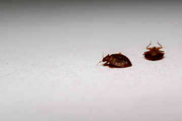 bedbugs on white
