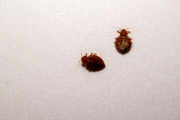 Dead bedbugs